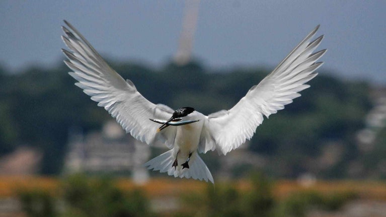 A Sandwich tern hovering in the sky with food in it's beak